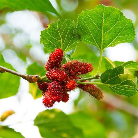 illinois mulberry tree for sale